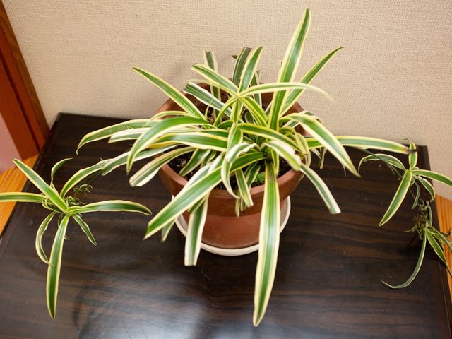 和室の観葉植物 展示物 和室の角に置かれた緑の観葉植物が、空間に温もりを加えています。落ち着いた雰囲気のなか、ひとときの安らぎを感じていただけます。