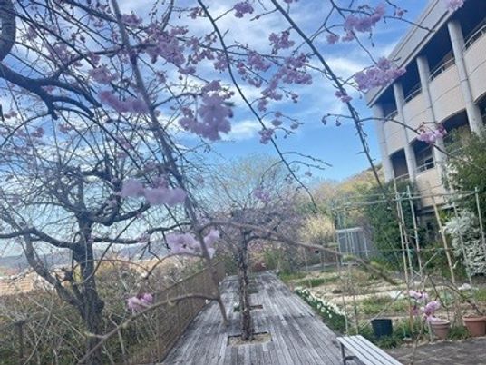 桜のある中庭  