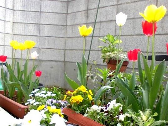 花が並ぶ中庭  
