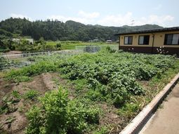 中庭の花と緑