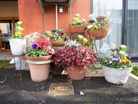色とりどりの植物装飾
