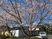 桜の木と建物の外観  