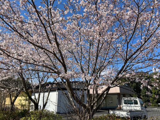 桜の木と建物の外観  