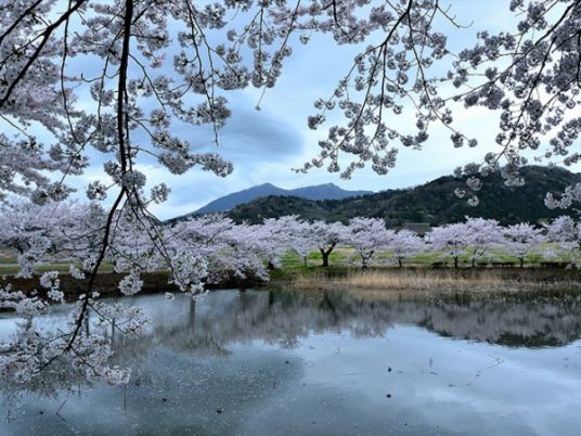 美しい桜と池の風景