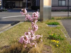 桜が咲く中庭  