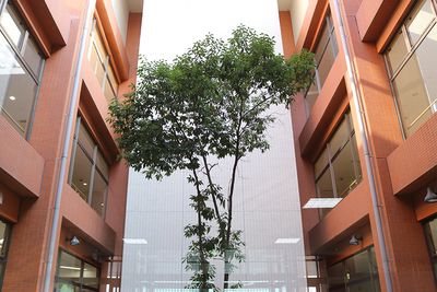 自然光が入る中庭