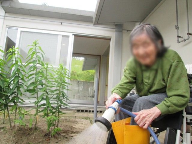 小さな庭園の水やり 庭 庭の植物へ水をやる作業が見られます。癒しの空間で自然に触れることができます。