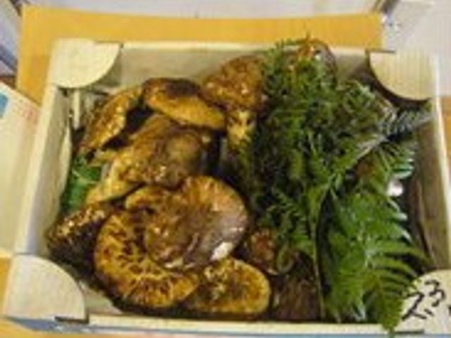 箱に入ったキノコ キッチン 新鮮な食材が届けられています。美味しい料理のための準備が整った空間です。