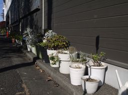 外に植物の並ぶ作業