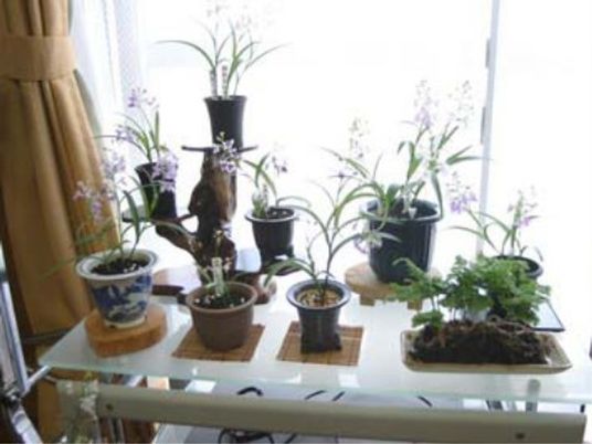 窓辺の植物のコーナー