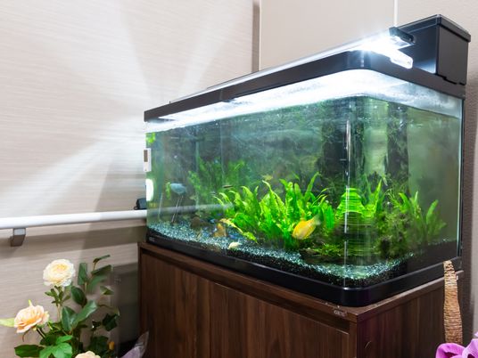 心安らぐ水槽の風景