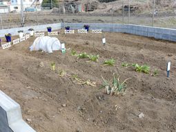 土に植えられた苗庭園