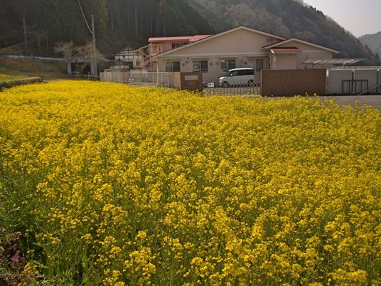 春の中庭菜の花