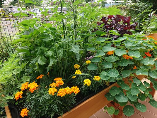 植物が豊かな中庭