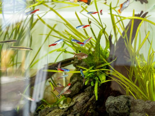 色とりどりの魚の水槽