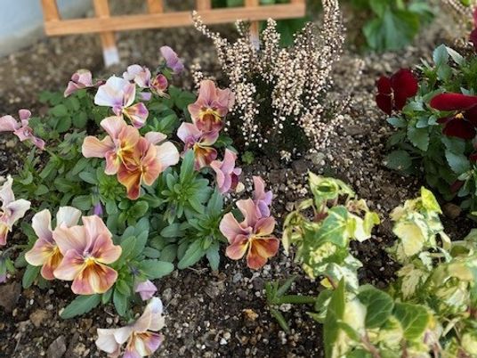 花壇のある庭  
