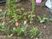 花が植わる庭  