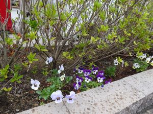 花壇のある庭  
