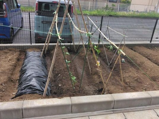 野菜を育てる庭  