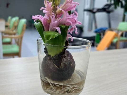 ヒヤシンスの花瓶  