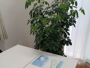 明るい窓辺のテーブル脇の観葉植物  