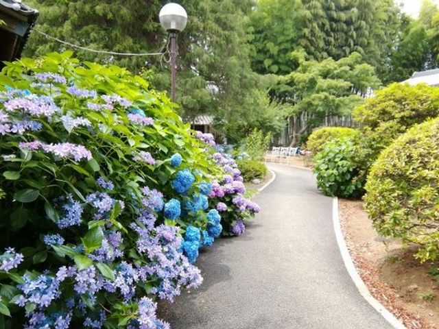 紫陽花に囲まれた小道 庭 紫陽花が咲き誇る緑豊かな小道です。自然を楽しみながら散歩できます。