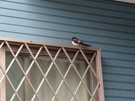 窓辺の鳥と外壁  