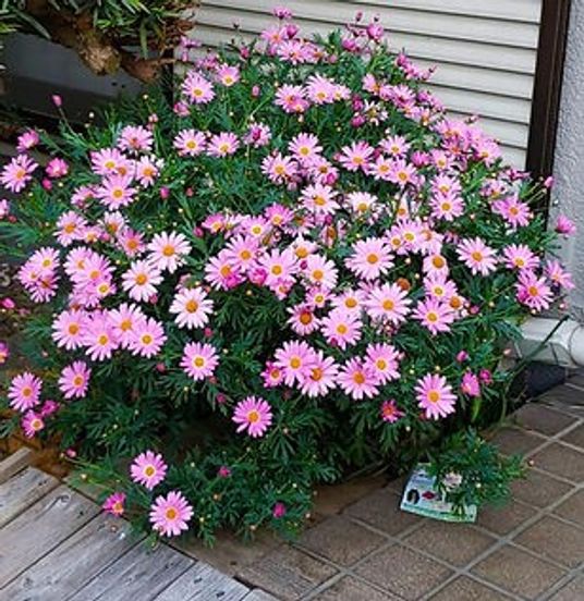 エントランスの花壇