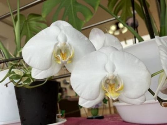白い花が並ぶ鉢植え  