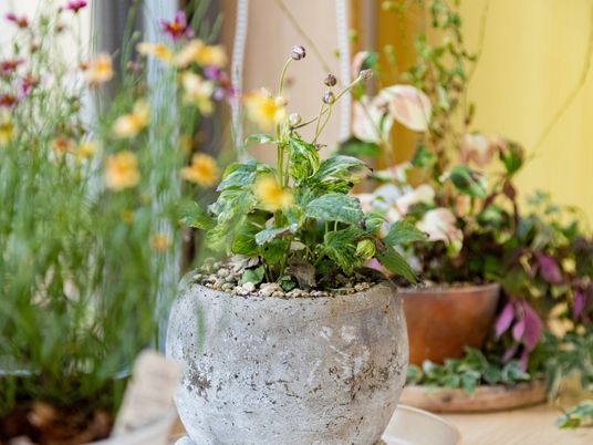 植物を囲む優しい空間