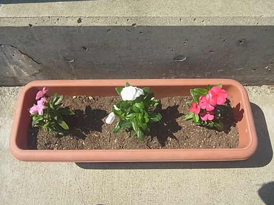 花壇の花が並ぶ庭  