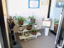 エントランスの観葉植物