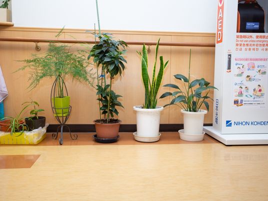 室内植物とAED設置