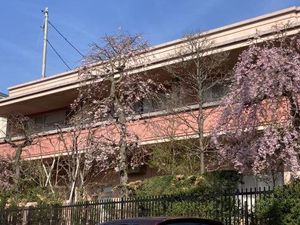桜が咲く建物外観  