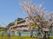 桜と施設の外観  