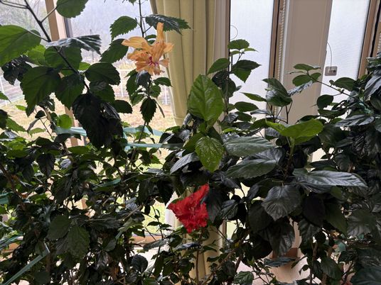 緑に囲まれたスペース