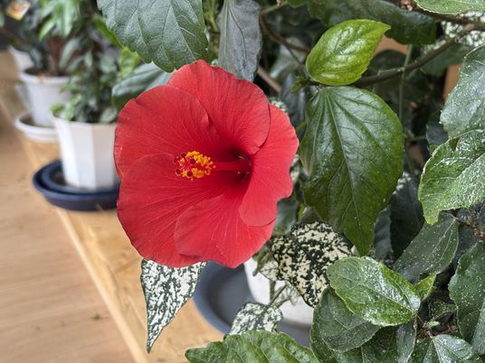鮮やかな赤い花が咲く庭