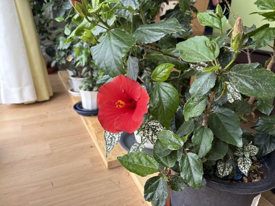 赤い花が咲く室内プランツ  