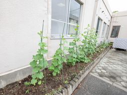 緑の小さな庭