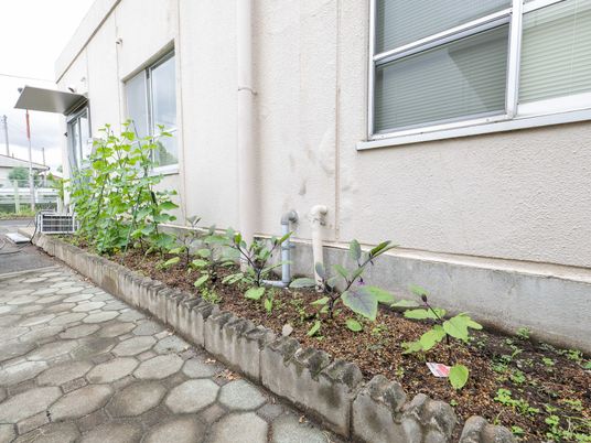 施設外壁の植え込み