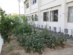 建物外側の緑あふれる庭