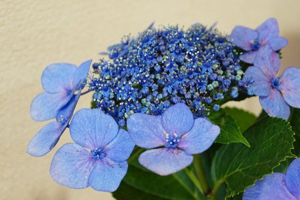 青色の紫陽花のアップ