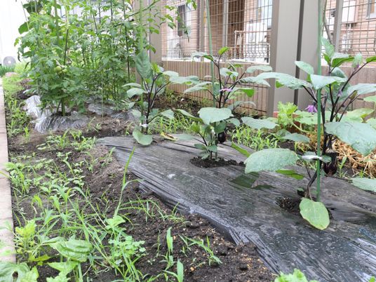 手入れされた植物の中庭