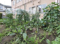 緑豊かな庭の様子