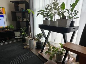 観葉植物が並ぶリビング  