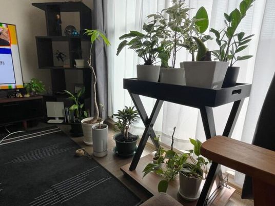 観葉植物が並ぶリビング  