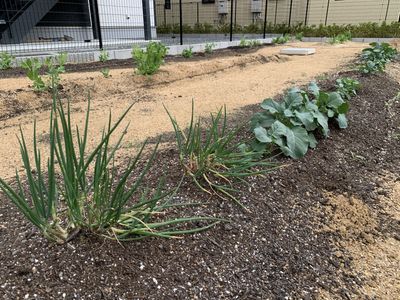 緑豊かな中庭