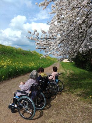 穏やかな散歩道風景
