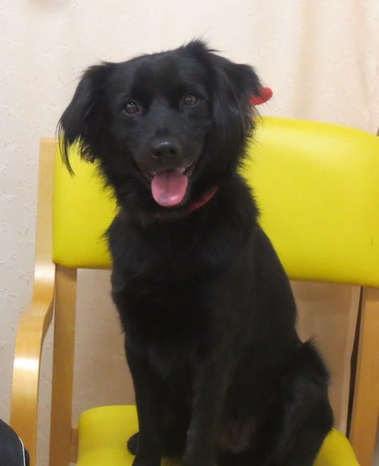 動物と笑顔で接する介護