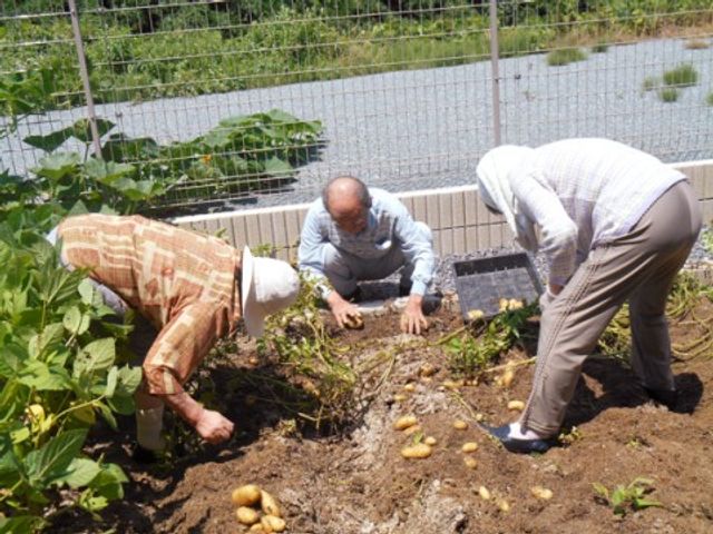 庭でのじゃがいも収穫 菜園 三人が庭でじゃがいもを収穫している光景です。農作業を通じて、利用者様に楽しい時間を提供しています。